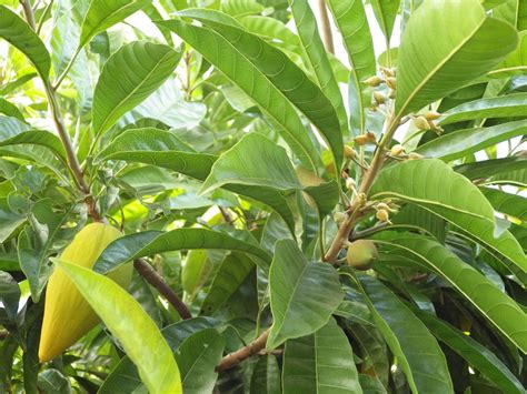 仙桃樹開花|【仙桃樹開花】仙桃樹盛放迷人花海，如何種植及照顧秘訣